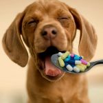 medicamentos humanos para perros