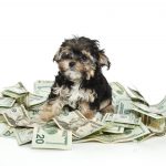 el coste anual de un perro