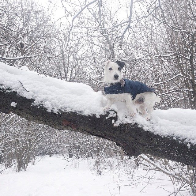 Cosas que debes hacer con tu invierno - Cómo educar a un cachorro