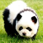 perros panda