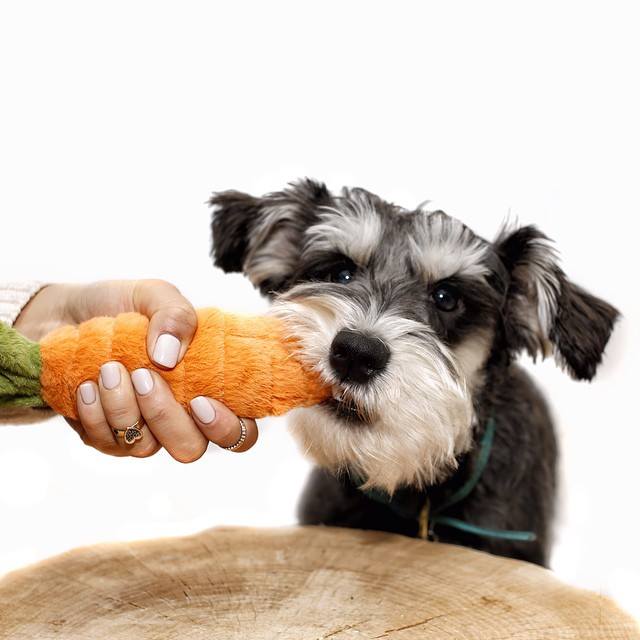 frutas y verduras tóxicas para perros