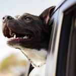 qué hacer si encuentras un perro dentro de un coche al sol