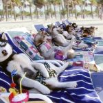 peligros en la playa para perros