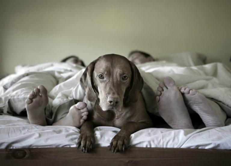 compartir cama con perro