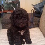 fotos de cachorros