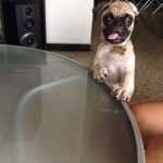 fotos de cachorros