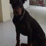 Fotos de cachorros