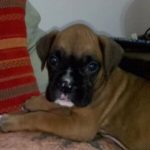 fotos de cachorros