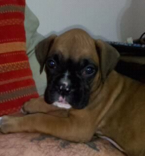 fotos de cachorros