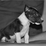 fotos de cachorros