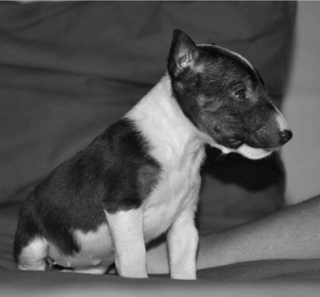 fotos de cachorros