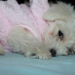 fotos de cachorros
