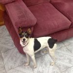 fotos cachorros