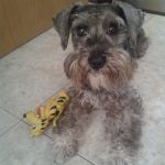 fotos cachorros
