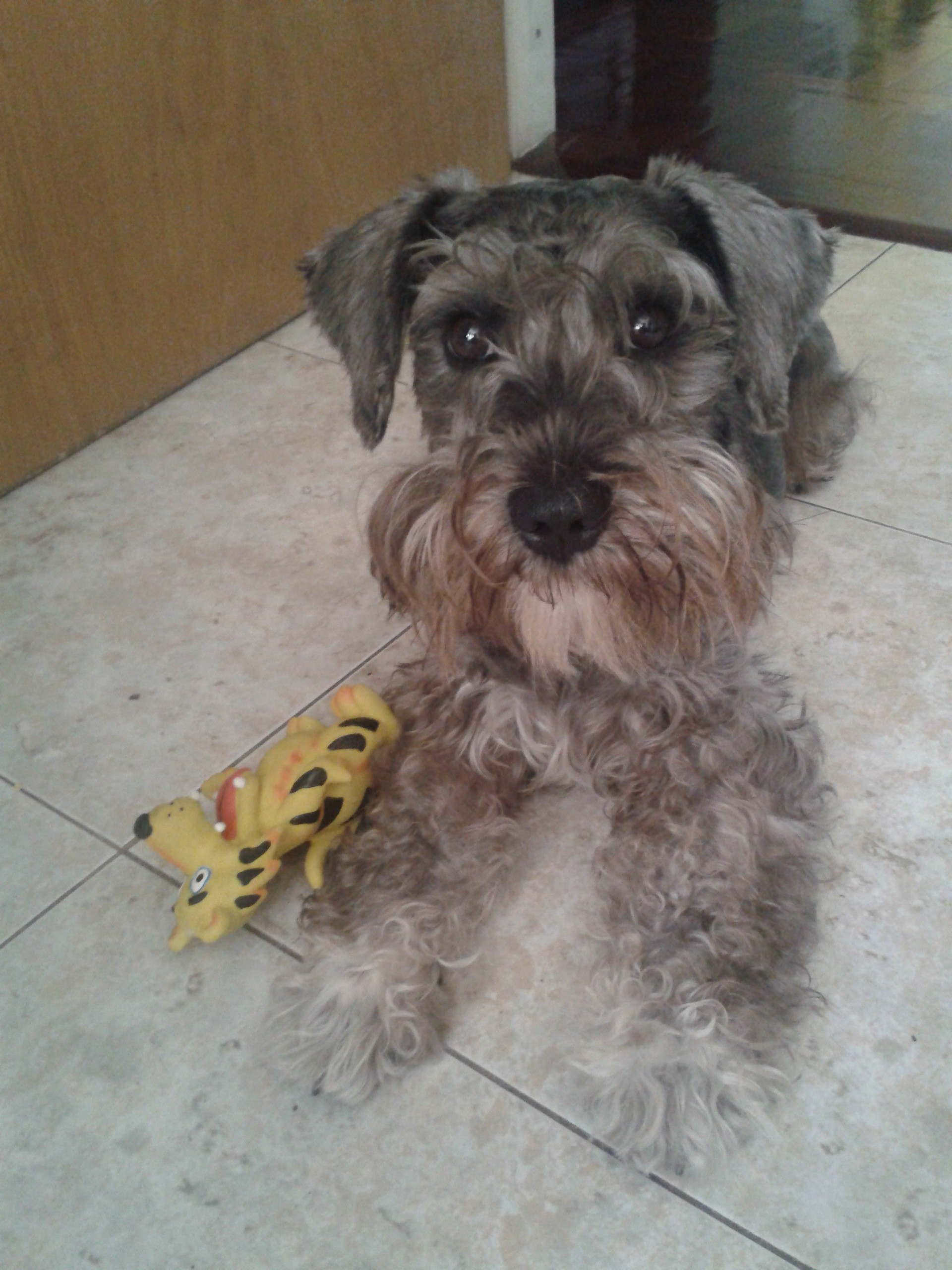 fotos cachorros