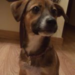 fotos cachorros