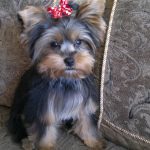 fotos de cachorros