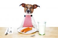 intoxicaciones alimentarias en perros