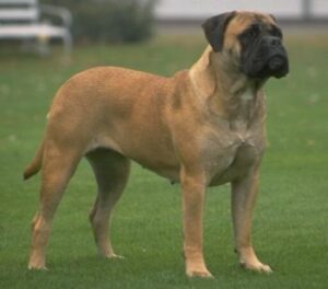 razas de perros grandes