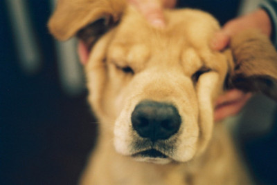 masaje canino para cachorros