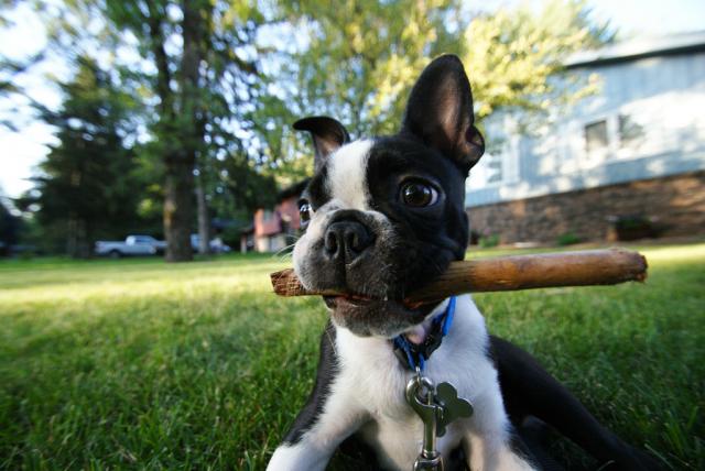 cachorro con palo de madera