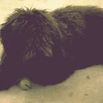 fotos de cachorros