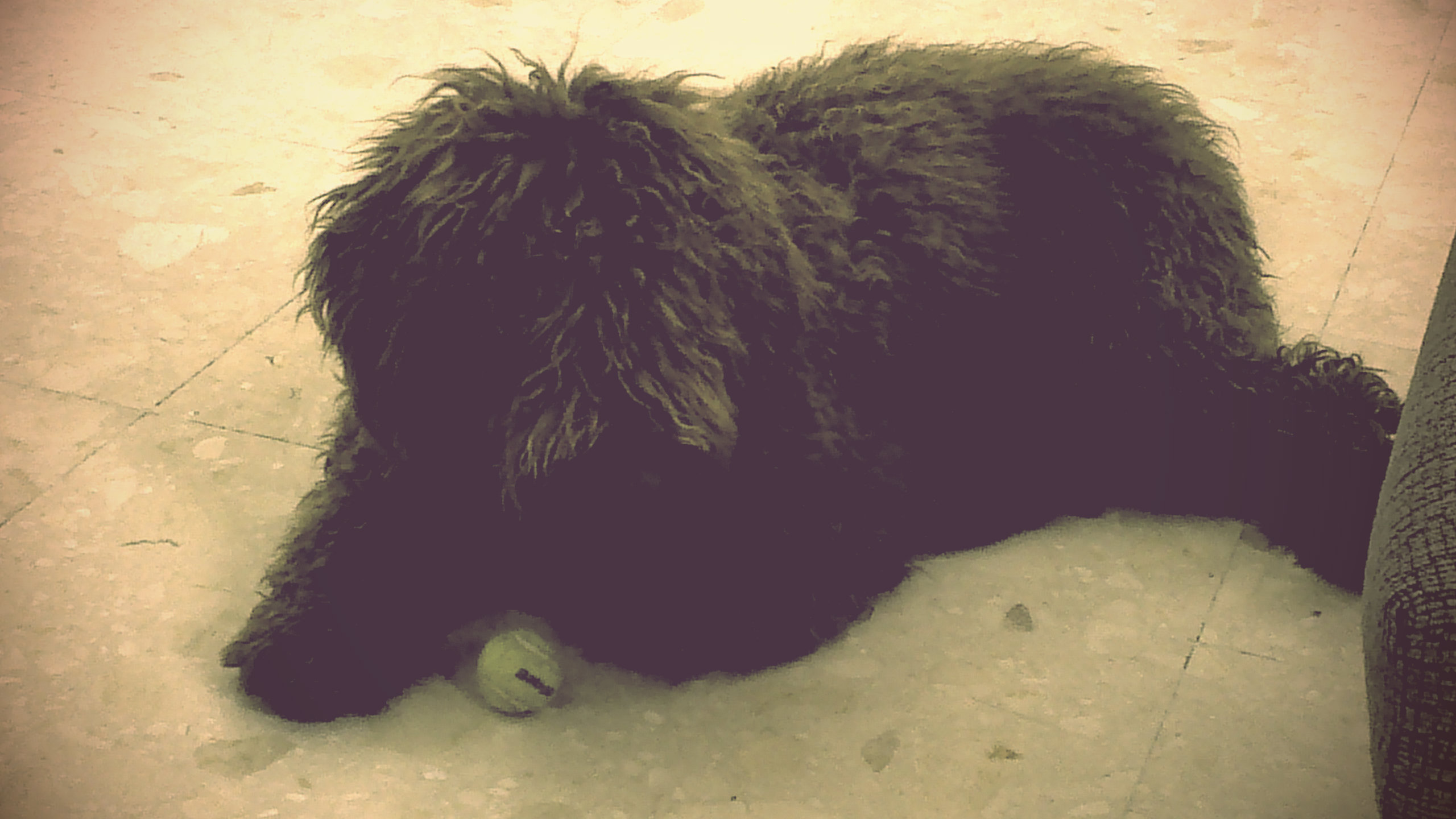 fotos de cachorros