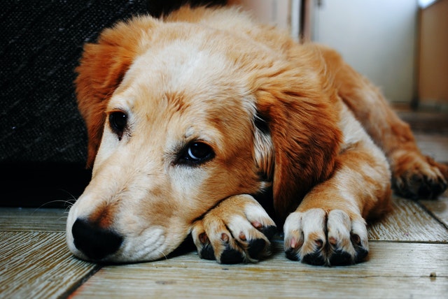 síndrome de cushing en perros