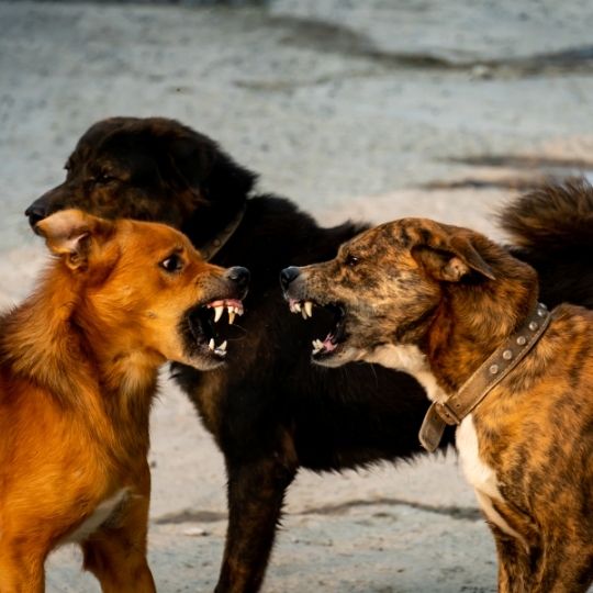 peleas entre perros