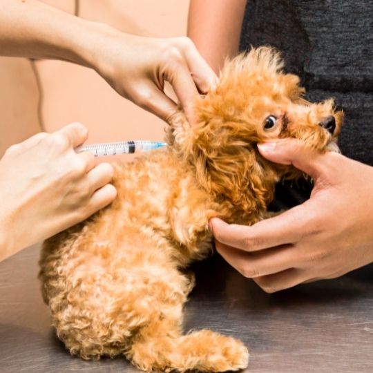 vacunación del cachorro