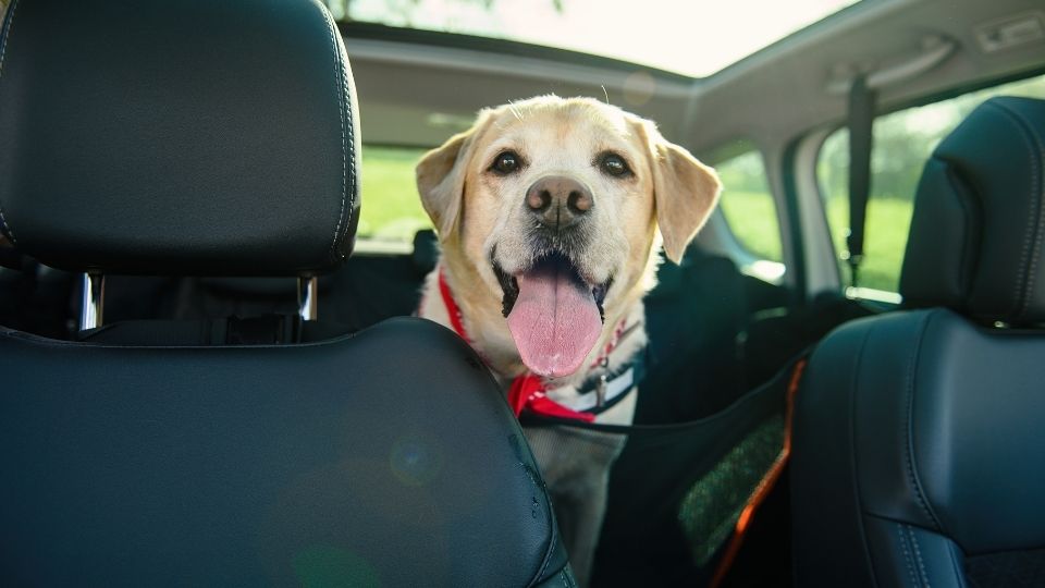 Babyauto presenta un nuevo dispositivo de seguridad para viajar con  mascotas en el automóvil.