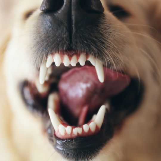 cuántos dientes tienen los perros