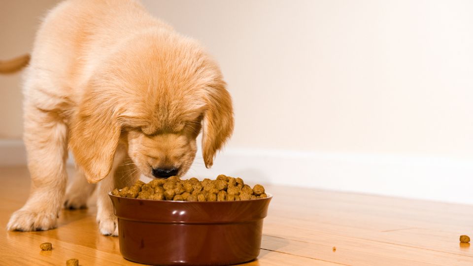 alimentar a un cachorro con pienso