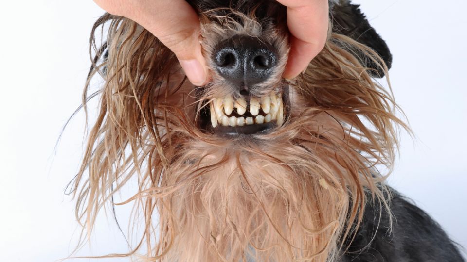 cómo lavar los dientes a un perro