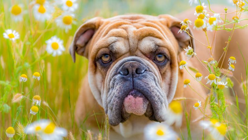 razas de perros que veterinarios no recomiendan