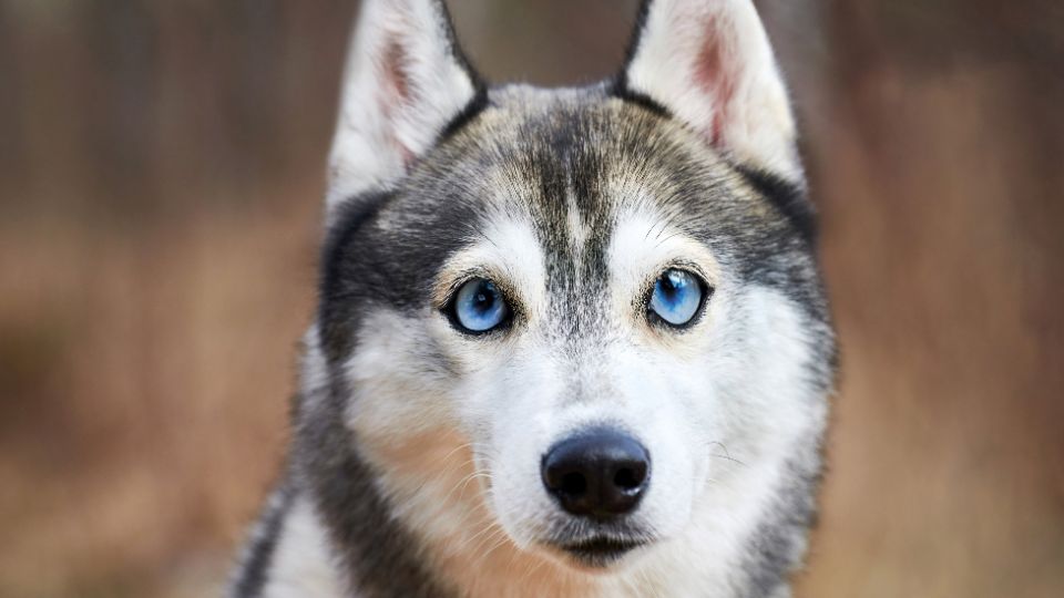 perros grises con ojos azules