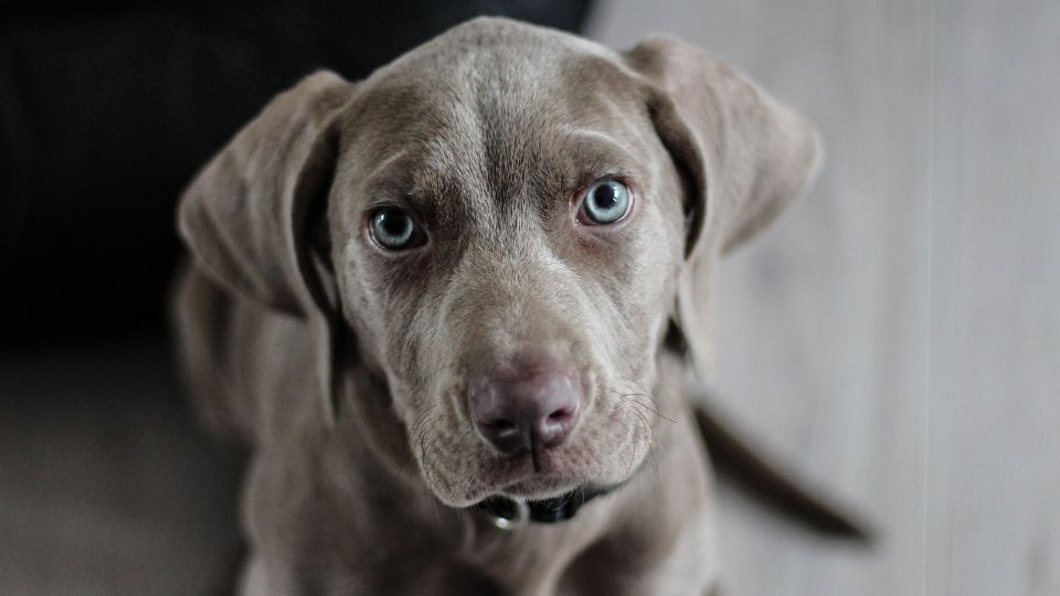 perros grises con ojos azules