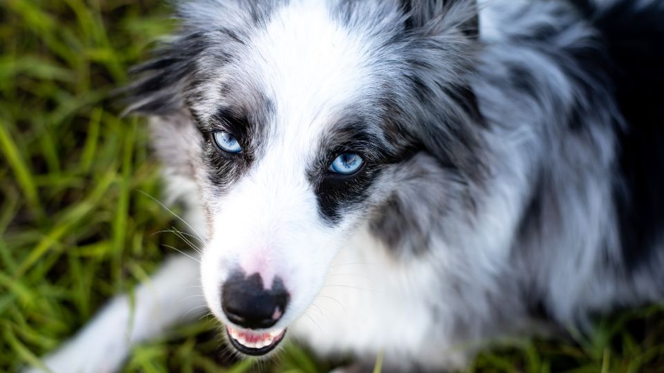 perros con pelaje gris y ojos azules
