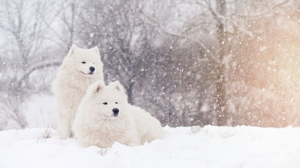 razas de perros para climas fríos