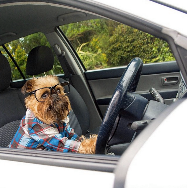 cómo viajar con tu perro seguro en coche