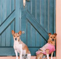 razas de perros para proteger el hogar
