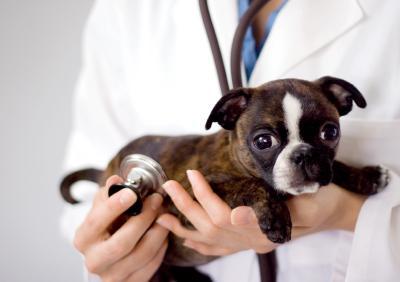 cuidados veterinarios del cachorro