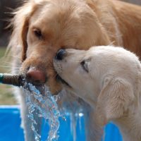 intoxicación por agua en perros