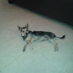 fotos de cachorros