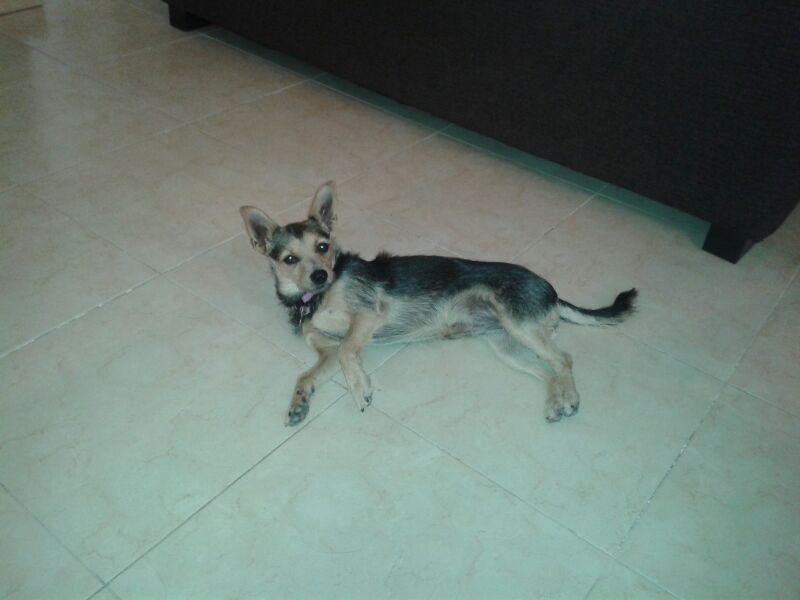 fotos de cachorros