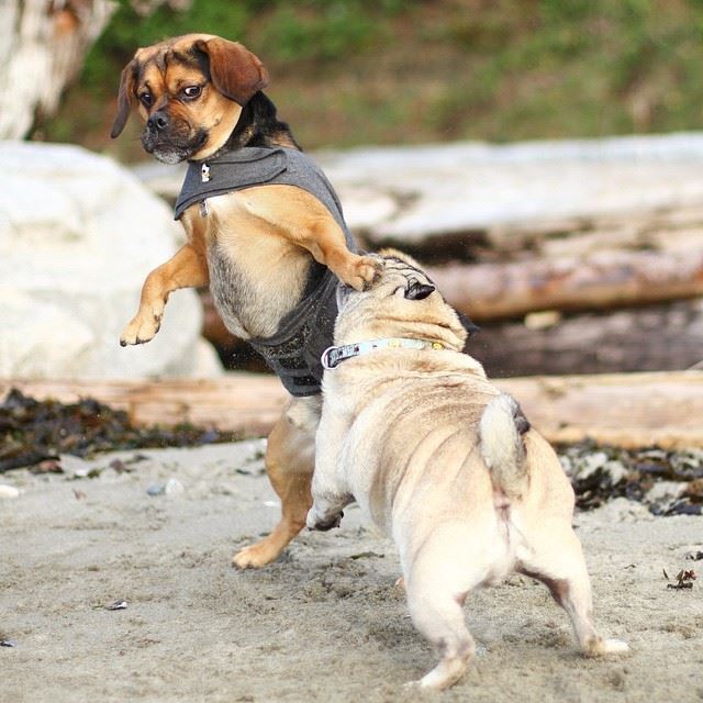 cómo evitar una pelea entre perros