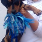 fotos de cachorros
