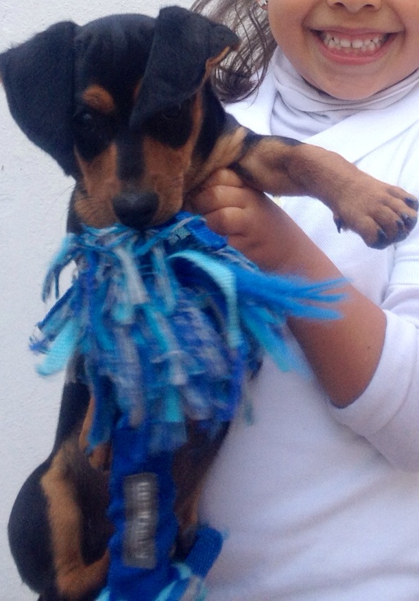 fotos de cachorros