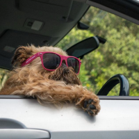 por qué perros sacan cabeza por ventanilla de coche