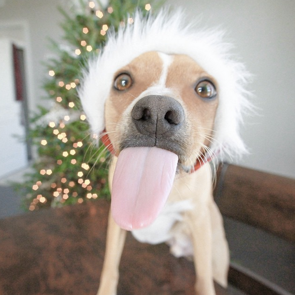 peligros de Navidad en perros